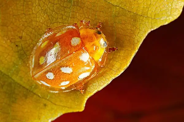 orange ladybird with cream spots