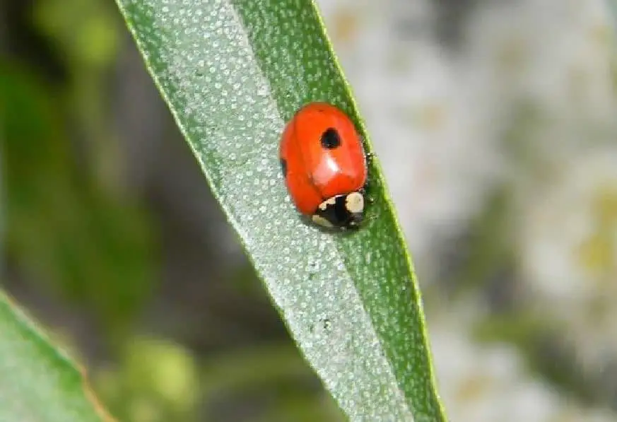 two-spot-ladybug