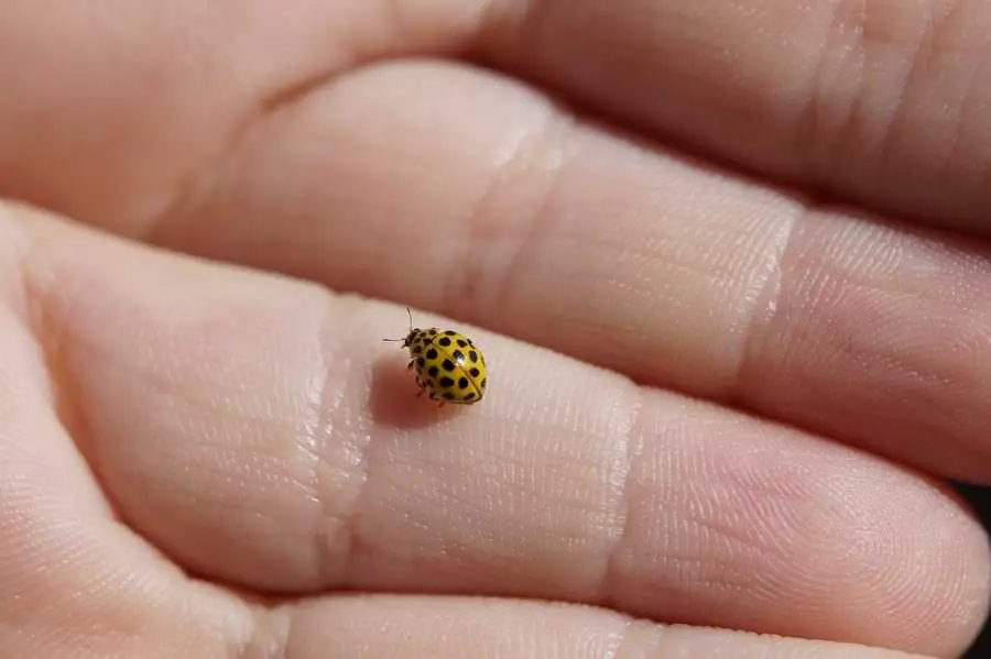 yellow ladybug on a hand