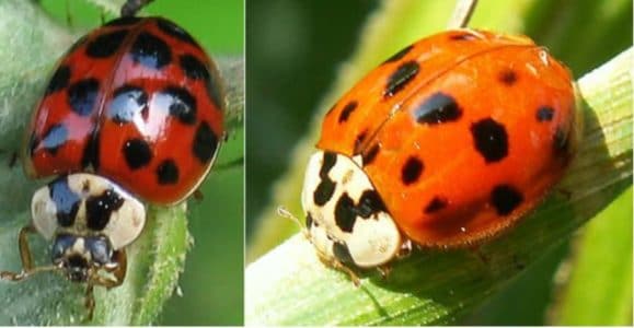 Purple Ladybugs - True or False, Origin, Facts, Could They Exist?