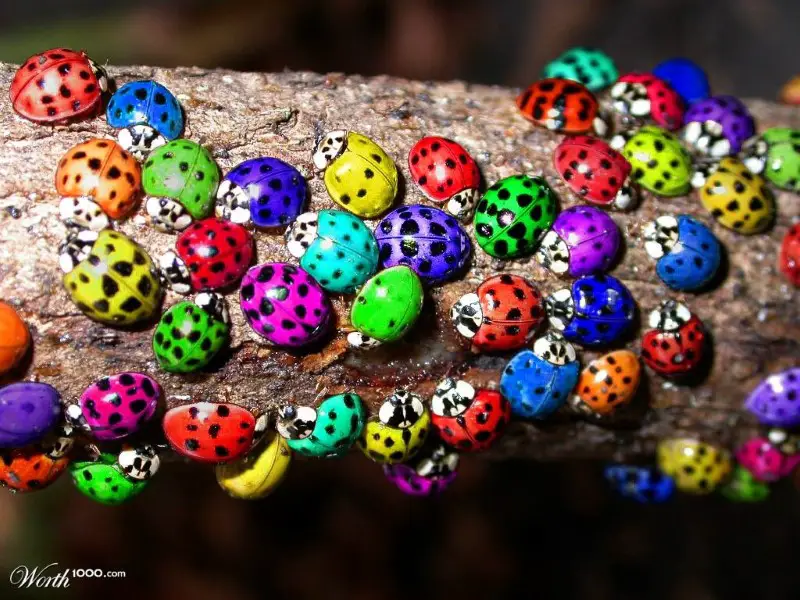 multicolored ladybugs