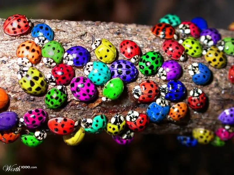 Purple Ladybugs True Or False Origin Facts Could They Exist 
