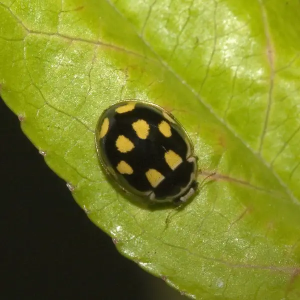 Yellow Ladybug A Helpful Guide On Which Type Or What Beetle It Is