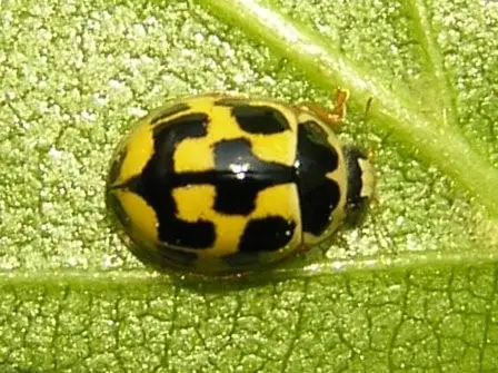 14 spotted ladybug