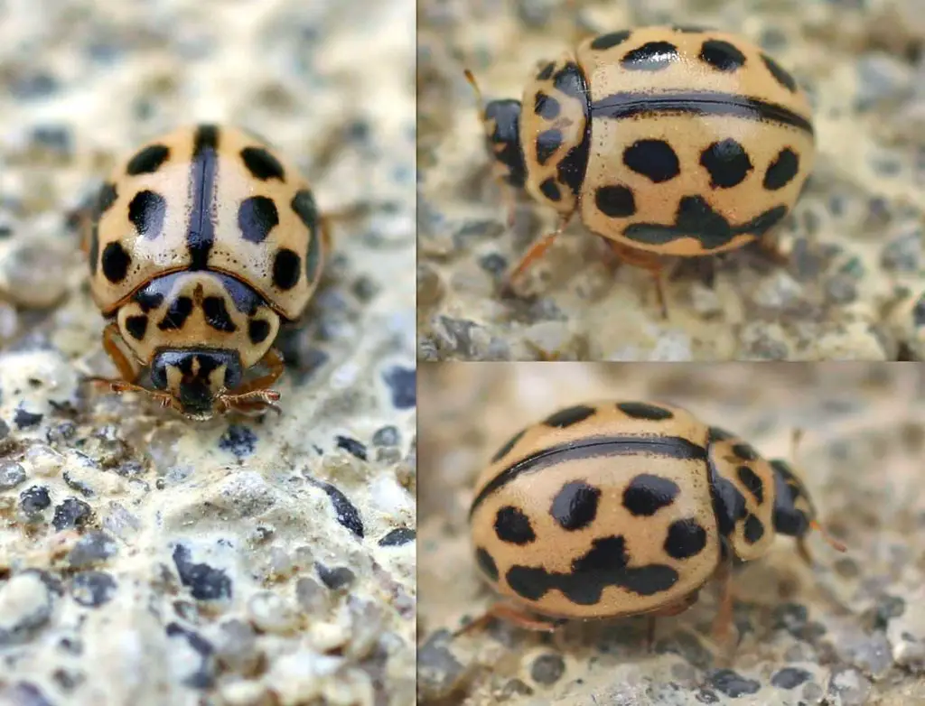 What Is A Yellow Ladybug Called