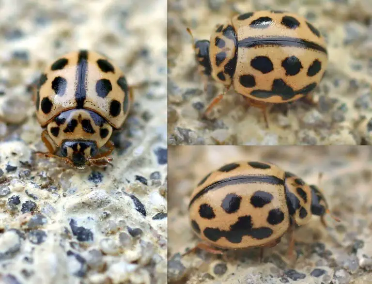 Yellow Ladybug a Helpful Guide on Which Type or What Beetle It Is