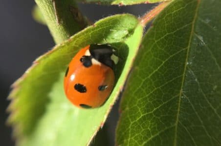 ladybug sleeping bag as seen on tv