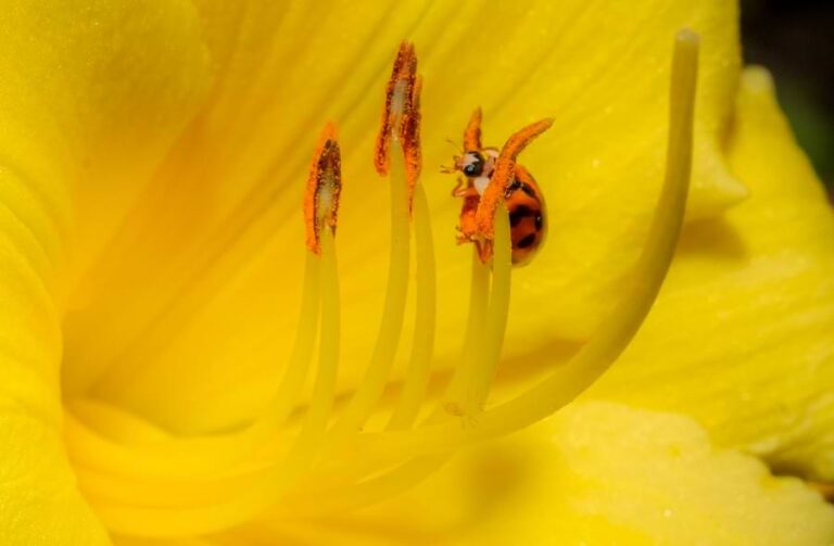 Are Ladybugs Pollinators? How, Why, and What They Pollinate