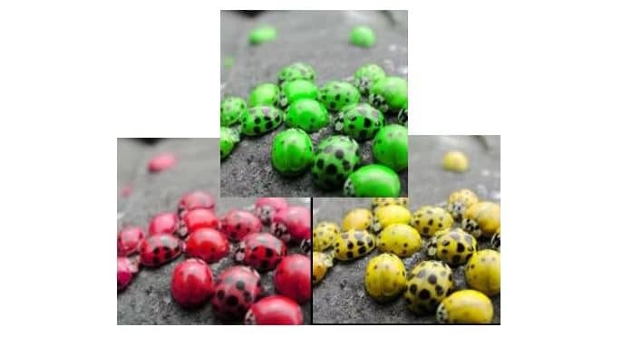 multiple-colored-ladybugs-photo-shopped