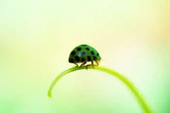 green ladybug identify them, with images