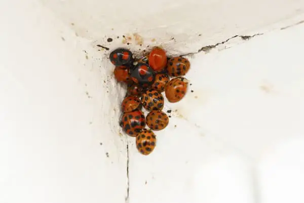 ladybugs infesting your home