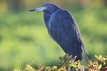 Little Blue Heron Loxahatchee | Ladybug Planet