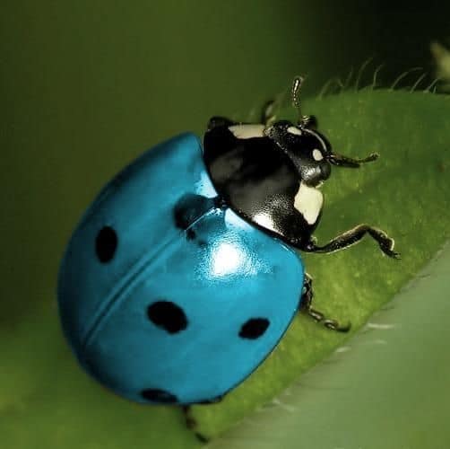 Blue Ladybug Do They Exist Which Types And Where Here s The Answer