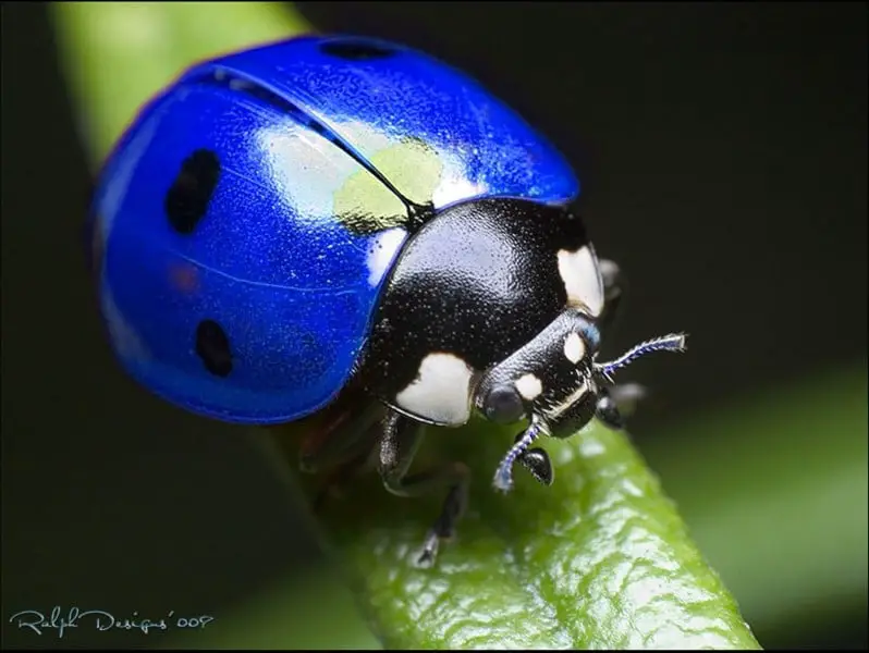 blue lady bird cycle