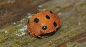 What Do Ladybugs Do In Winter Where Do They Go And Why