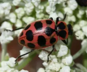pink ladybug identify it and locations